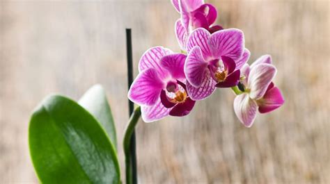 Entretien Orchid E Arrosage Floraison