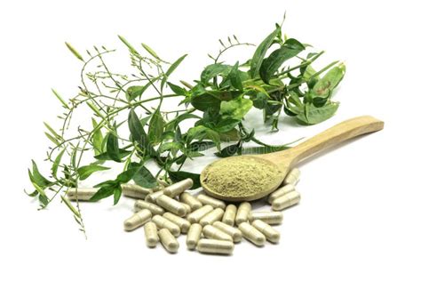 Andrographis Paniculata Extract Powder In Wooden Spoon Stock Image