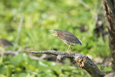 Free Images Nature Branch Wildlife Green Beak Fauna Canada