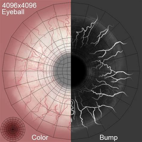 Realistic Human Eye D Model Fbx Obj Max Free D