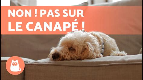 Comment Emp Cher Un Chien De Monter Sur Un Canap Ducation