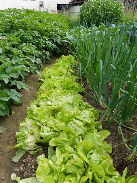 intercropping vegetable gardens intercropping viable  optimizing