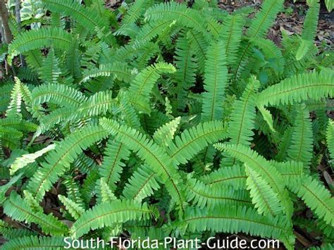 Ferns Native To Florida Store | cdlguaiba.com.br