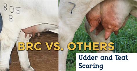 Teat and Udder Scoring - BRC Ranch