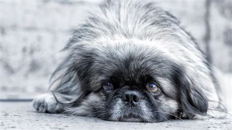 Dog Pekingese Eyes Muzzle Wallpapers Hd Desktop And Mobile Backgrounds