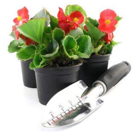 C Mo Plantar Begonias Mediante Esquejes Nucleo Jardin