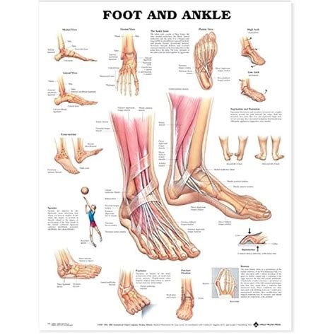 Foot Anatomy Podiatrist Grays Anatomy Feet Muscles Poster Physical ...