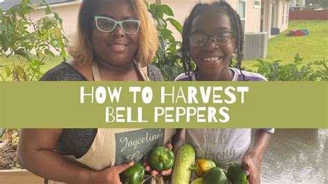 How To Harvest Bell Peppers With Caitlyn Reshas Garden Youtube