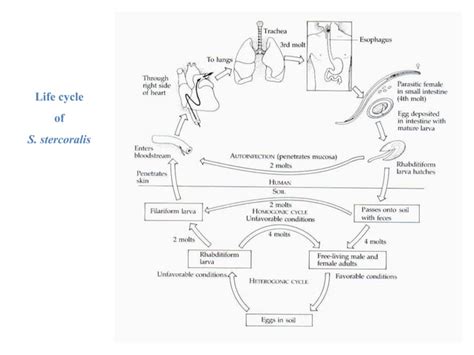 Strongyloides Stercoralis Ppt