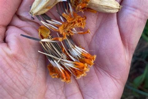 How To Save Marigold Seeds For Next Year