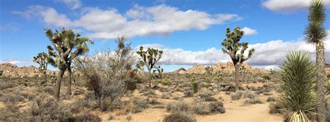 Joshua Tree Hiking Trails