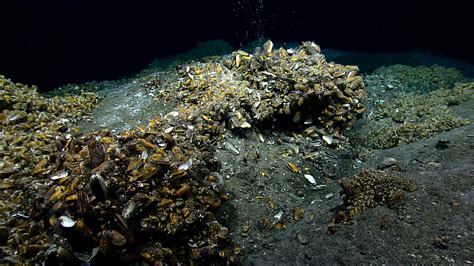 DEEP SEARCH 2019: DEEP Sea Exploration to Advance Research on Coral ...