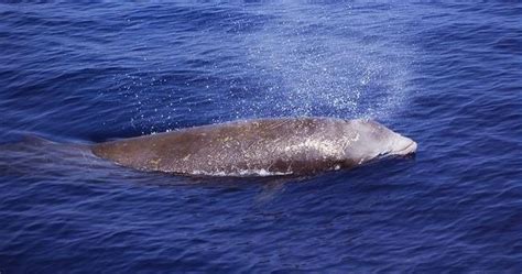 Cuvier’s Beaked Whale – "OCEAN TREASURES" Memorial Library