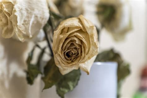 Dry White Roses In White Glass Vase 9975203 Stock Photo At Vecteezy