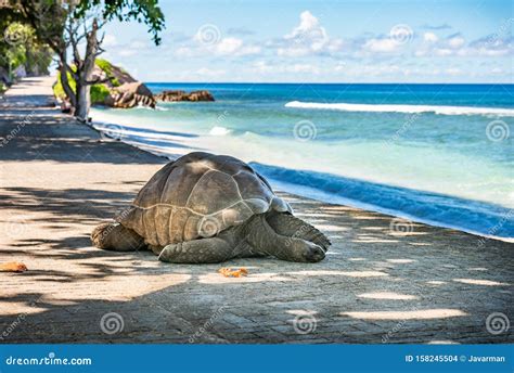 Seychelles Giant Tortoise Royalty-Free Stock Photography ...