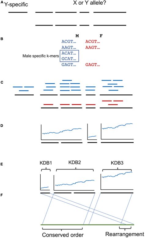 Frontiers Evidence Of Recombination Suppression Blocks On The Y