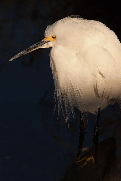 Snowy Egret In Breeding Plumage Bolsa Chica Photograph By Ram Vasudev