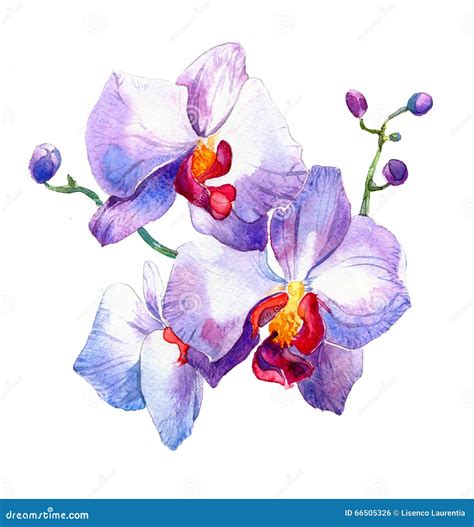 The New View Of Orchid Watercolor Hand Drawn For Postcard Stock