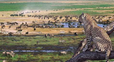 Facts About Ngorongoro Crater - ngorongoro crater facts