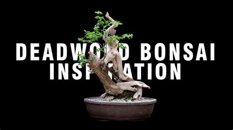 Inspirasi Bonsai Kayu Mati Deadwood Style Jin Uro Shari Sabamiki Tanuki Youtube