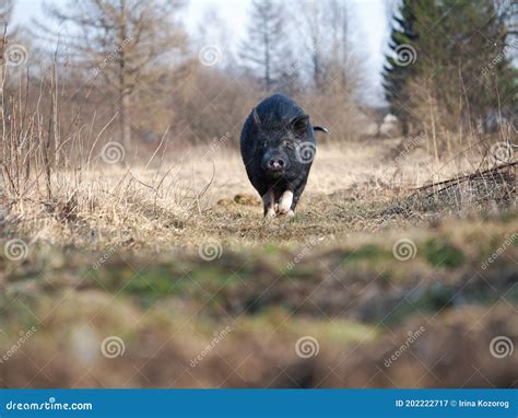 Meeting With A Wild Boar In Nature Wild Animal Stock Image Image Of