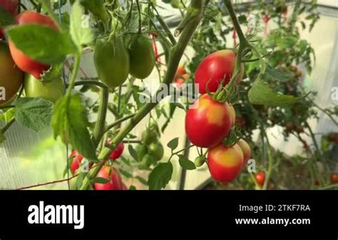 Potassium deficiency tomato Stock Videos & Footage - HD and 4K Video ...