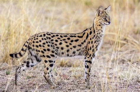 Serval Hunting Photograph by Jeffrey C. Sink