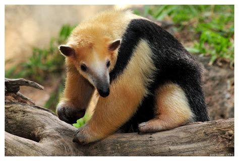 La Naturaleza En Casa Oso Colmenero Tamandua Tetradactyla