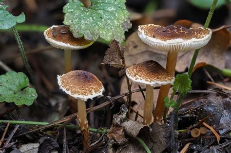 Top 10 Deadly Poisonous Mushrooms In Indiana