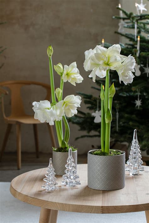 F Koselig Julestemning Med Vakre Amaryllis