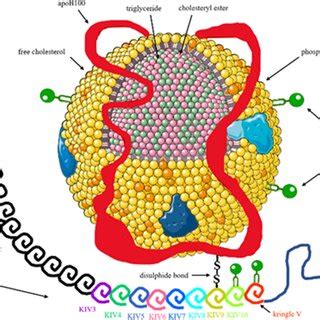 Structure of lipoprotein(a). Lipoprotein(a) consists of a low-density ...