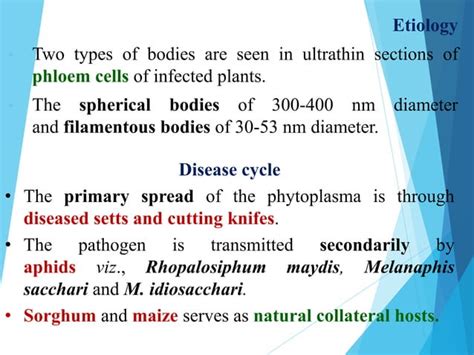 Diseases Of Sugarcane And Their Management Ppt