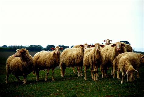 The Shepherd is Also a Sheep - REFORMED MARGINS