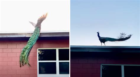 Woman Captures Incredible Slow-Motion Footage Of A Peacock In Flight