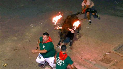 Bous Al Carrer Albuixech Consigue Seguro Ilimitado Para El Bou Embolat