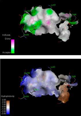 Frontiers Design And Synthesis Of Novel Dihydropyridine And