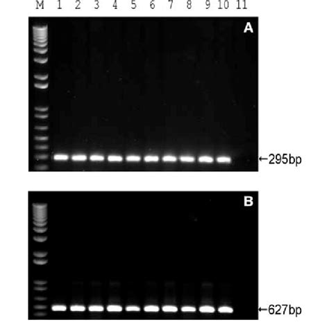 Pcr Analyses Of Transformed Potato Plants Eta Jl06 Lanes 1 10 And Download Scientific Diagram