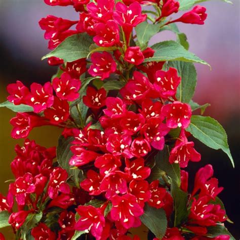 Weigela Florida All Summer Red - Veigela