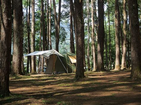 Tienda De Campa A En El Bosque De Pinos Foto Premium