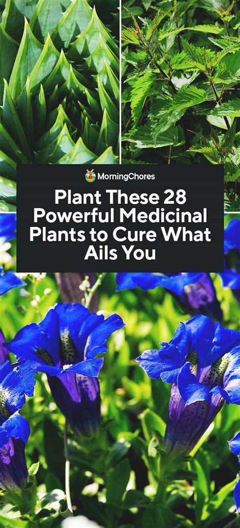 28 Powerful Medicinal Plants To Plant In Your Garden