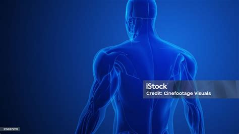 Trapezius Muscle Pain With Blue Background Stock Photo Download Image