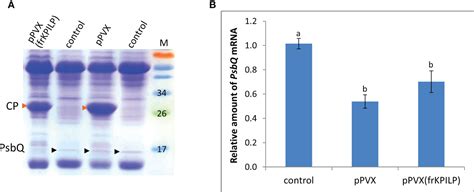 Frontiers Nicotiana Benthamiana Kunitz Peptidase Inhibitor Like Protein Involved In