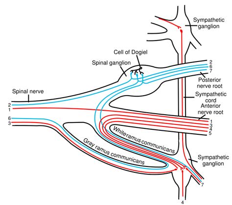 Sympathetic ganglion - wikidoc