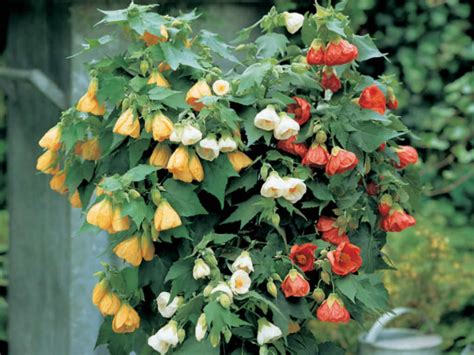 How To Grow And Care For Abutilon World Of Flowering Plants