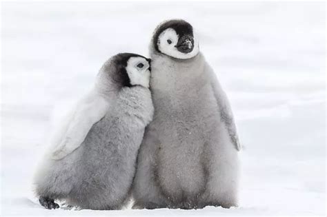 Baby Penguins Hugging