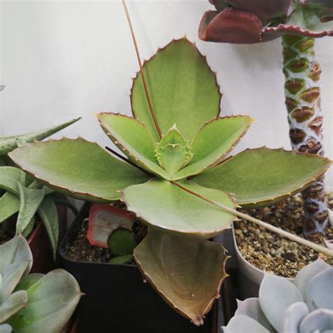 Суккуленты :: Каланхоэ и котиледоны :: Kalanchoe synsepala