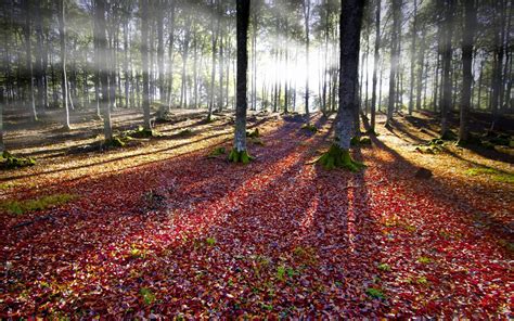 Hintergrundbilder 2300x1438 px fallen Wald Landschaft Blätter