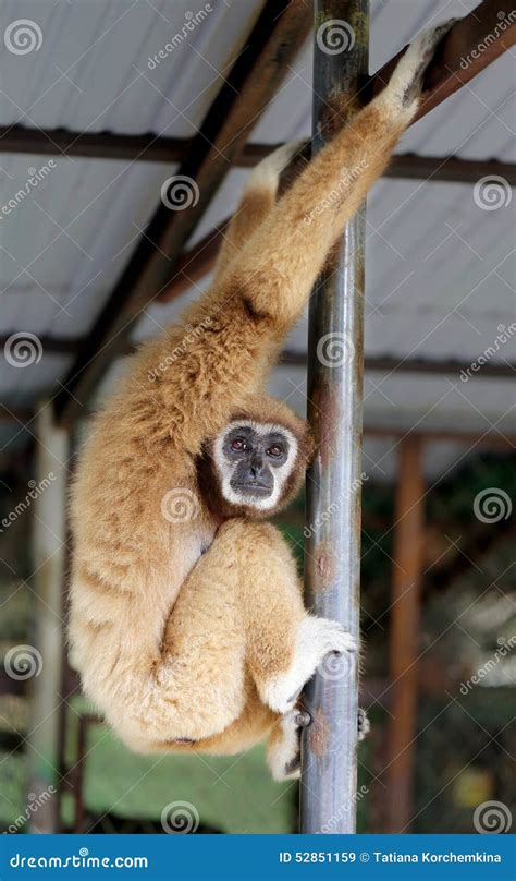 Photo fluffy monkey stock image. Image of fluffy, anxious - 52851159