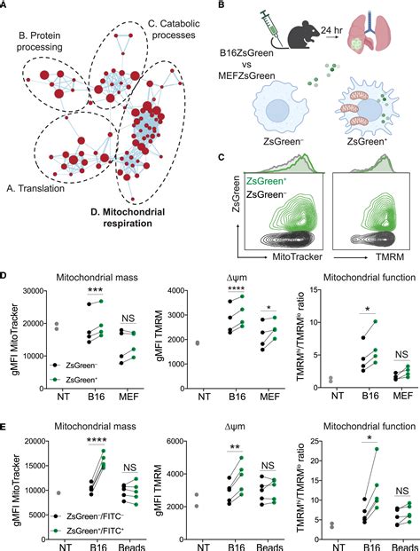 Uptake Of Tumor Derived Microparticles Induces Metabolic Reprogramming