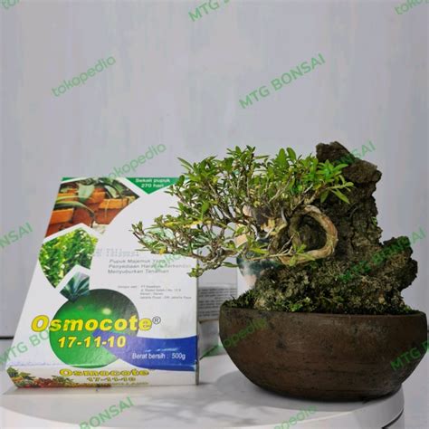 Jual DECASTAR OSMOCOTE 17 11 10 Pupuk Untuk Bonsai Kemasan 500 Gram